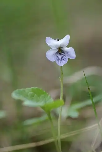 alternativní popis obrázku chybí