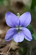 Violka Rivinova