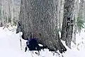 Jedle makedonská, borka, v pohoří Pirin, Bulharsko.