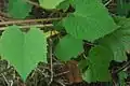 Réva amurská (Vitis amurensis)