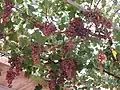 Réva vinná (Vitis vinifera)