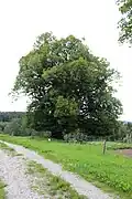 Vlastějovská lípa