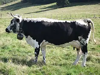 kráva vogészého skotu