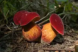 Hřib červený