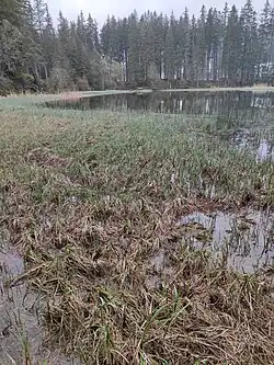 Vrbické pleso