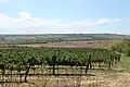 Výhled od Lampelbergu s vinicemi na svahu a Ječmeništěm v údolí