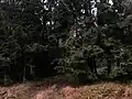 Vstup do lesa po modře značené cestě