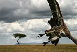 Sup, Afrika