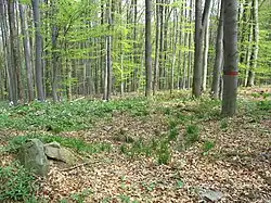 Vysoká Běta