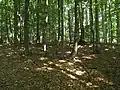 Bučina