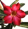 Květ Adenium obesum