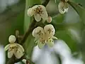 Květy Cleyera japonica