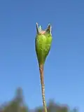 Nedozrálý plod Wahlenbergia gracilis