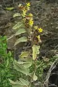 Kvetoucí Waltheria ovata