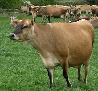 kráva plemene jersey