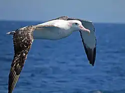 Fotografie albatrosa v letu; tento velký, převážně světle zbarvený pták má roztáhnutá křídla, na pozadí je modré moře