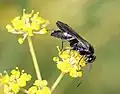 hrabalka černá Auplopus carbonarius