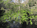 dřezovec vodomilný, Florida; Hillsborough River State Park