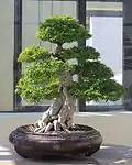 Wrightia religiosa jako bonsaj