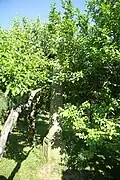 Wayside shrines in Jemnice, Třebíč District.JPG