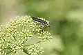 Nosatec čeledi Belidae na květu petržele.