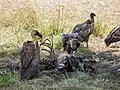 Supi afričtí u mršiny pakoně