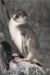 alternativní popis obrázku chybí