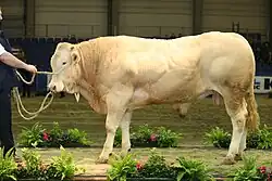 Býk plemene blonde d'Aquitaine