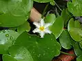 Kvetoucí plavín Nymphoides indica