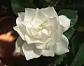 Květ Gardenia jasminoides