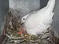 Bílý karnó na hnízdě se čtyřdenním holoubětem