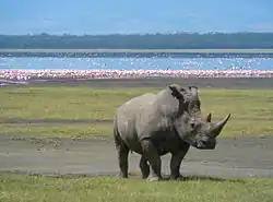 Jezero Nakuru