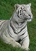 Tygr (Panthera tigris)