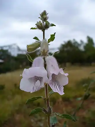 alternativní popis obrázku chybí