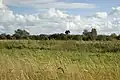 Wicken Fen
