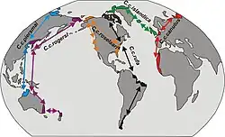 Mapka s výskytem a migracemi jednotlivých poddruhů jespáka rezavého