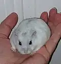 pearl sapphire (perlová safírová)