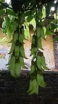 Květenství Mucuna birdwoodiana
