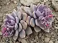 ×Graptoveria 'Debbie'