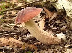 Xanthoconium separans