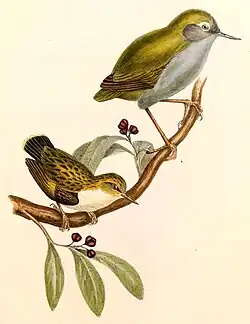 Raná barevná ilustrace dvou pokřovníků od Charlese Josephs Hullmandela z roku 1844