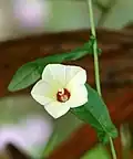 Xenostegia tridentata