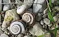 Ulity suchomilky obecné (Xerolenta obvia)