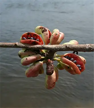 Plody Xylopia aromatica