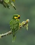 Kriticky ohrožený arara žlutouchý (Ognorhynchus icterotis)