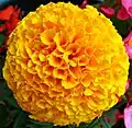 Tagetes erecta