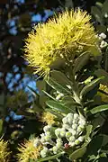 Žlutá forma železnece ztepilého, M. excelsa 'Aurea'