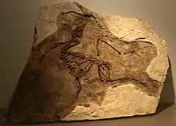 Yixianornis Grabaui