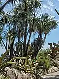 Yucca schottii