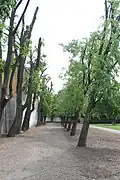 Zmlazení dlouhodobě neudržovaného stromořadí